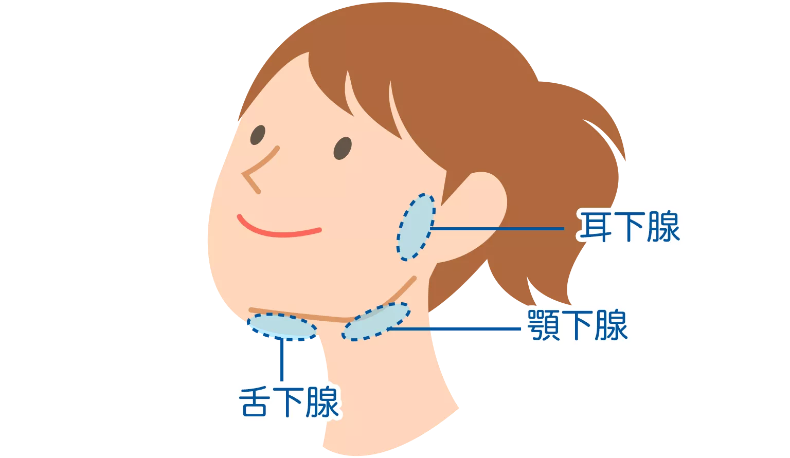 唾液  唾液の働き | 歯の健康 基本のき | オーラルケア情報 | クリアクリーン | 花王株式会社
