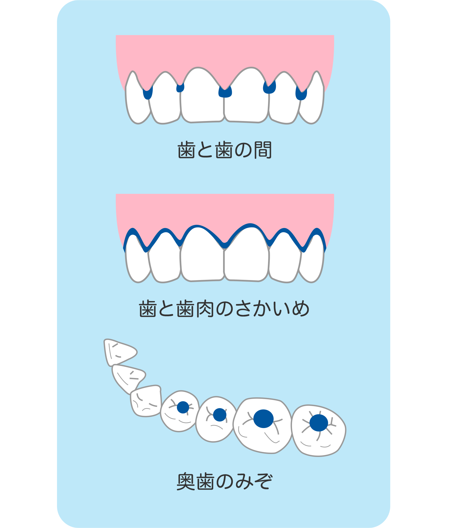 正しい歯のみがき方 | 歯の健康 基本のき | オーラルケア情報 | クリア 