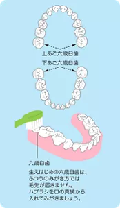 六歳臼歯は一番奥に生えてきます。生えはじめの六歳臼歯は、ふつうのみがき方では毛先が届きません。ハブラシを口の真横から入れてみがきましょう。