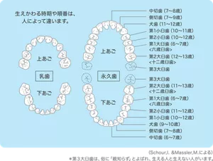 乳歯から永久歯への生えかわりは多くの場合、下の真ん中の前歯から始まります。 その後、順番に下の前歯4本と、上の前歯4本が5歳半から8歳ごろまでの間に抜けて生えかわります。 それと並行して、一番奥の乳歯の後ろから新たに「第一大臼歯」が生えてきます。8～9歳ごろには、前歯から奥歯へ向けて順番に生え変わり、14歳ごろまでには、すべての歯が永久歯になるでしょう。