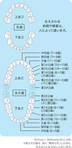 乳歯から永久歯への生えかわりは多くの場合、下の真ん中の前歯から始まります。 その後、順番に下の前歯4本と、上の前歯4本が5歳半から8歳ごろまでの間に抜けて生えかわります。 それと並行して、一番奥の乳歯の後ろから新たに「第一大臼歯」が生えてきます。8～9歳ごろには、前歯から奥歯へ向けて順番に生え変わり、14歳ごろまでには、すべての歯が永久歯になるでしょう。