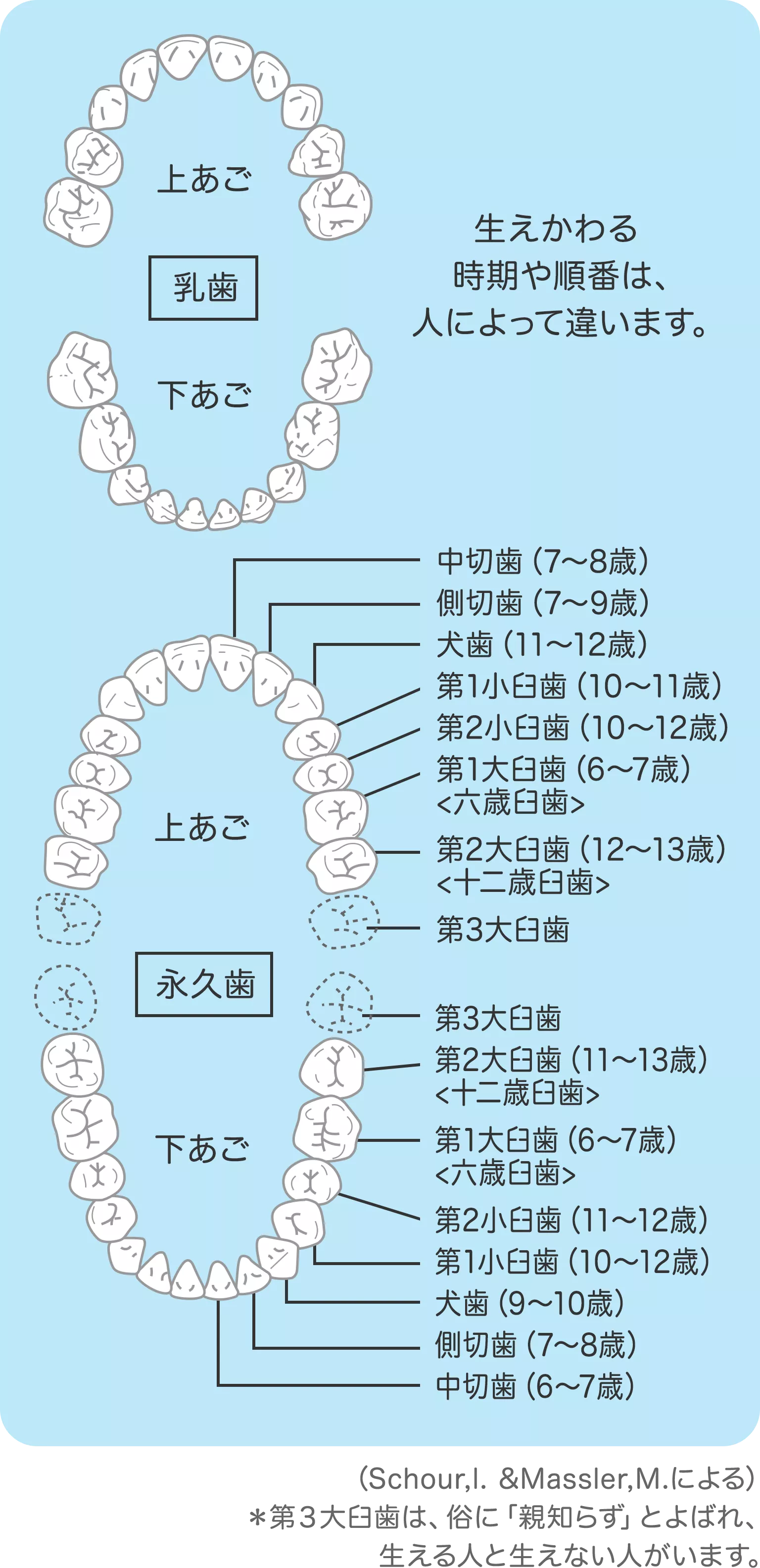 永久歯　乳歯 1. 永久歯と乳歯の“ちがい” | 生えかわり期の歯みがきQ&A (6〜12