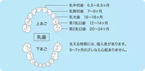 乳歯は前歯から奥歯に向かって順番に生えてきます。前歯は6ヶ月半～8ヶ月半ごろに生えはじめ、その後、乳犬歯を含む前歯6本が1歳半ごろまでに生えてきて、奥歯が1歳～2歳ごろに生えてきます。生える時期には個人差があります。6～7ヶ月のズレなら心配ありません。