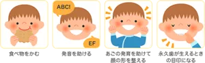 食べ物をかむ／発音を助ける／あごの発育を助けて顔の形を整える／永久歯が生えるときの目印になる