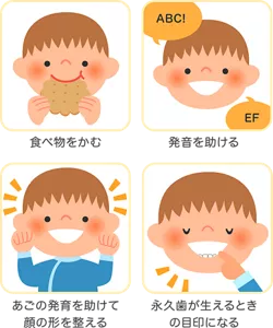 食べ物をかむ／発音を助ける／あごの発育を助けて顔の形を整える／永久歯が生えるときの目印になる