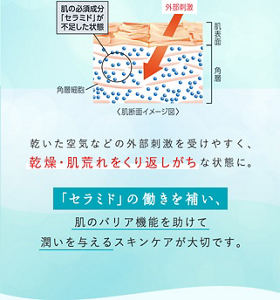 乾いた空気などの外部刺激を受けやすく、乾燥・肌荒れをくり返しがちな状態に。 「セラミド」の働きを補い、肌のバリア機能を助けて潤いを与えるスキンケアが大切です。
