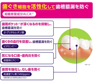 歯ぐき細胞を活性化して歯槽膿漏を防ぐ 歯周ポケットが深くなるのを抑制し、歯槽膿漏を防ぐ 歯ぐきの血行を促進し、歯槽膿漏を防ぐ 気になる口臭・歯肉炎を防ぐ 歯質を強化し、むし歯を防ぐ