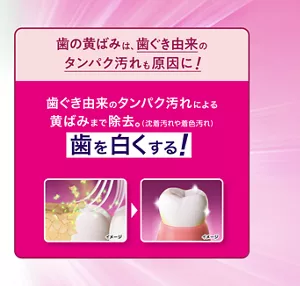 歯の黄ばみは、歯ぐき由来のタンパク汚れも原因に！歯ぐき由来のタンパク汚れによる黄ばみまで除去。歯を白くする！