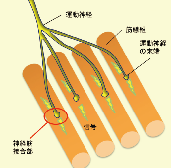 花王 先生からの研究情報 運動機能における 神経筋接合部 Nmj の役割 花王 先生からの研究情報 運動機能における 神経筋接合部 Nmj の役割