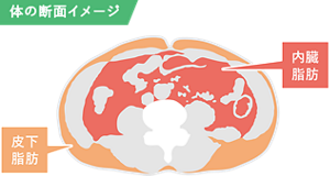 体の断面イメージ