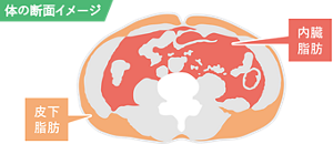 体の断面イメージ