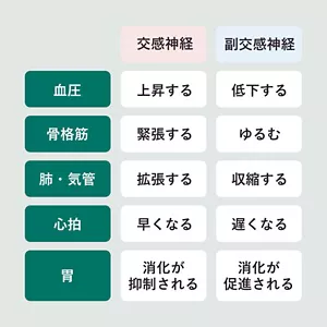 「交感神経と副交感神経」の説明画像。交感神経：血圧→上昇する、骨格筋→緊張する、肺・気管→拡張する、心拍→早くなる、胃→消化が抑制される / 副交感神経： 血圧→低下する、骨格筋→ゆるむ、肺・気管→収縮する、心拍→遅くなる、胃→消化が促進される