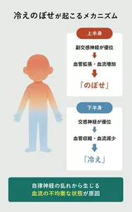 「冷えのぼせが起こるメガニズム」の説明画像。「自律神経の乱れから生じる血流の不均等な状態が原因」上半身：副交感神経が優位→血管拡張・血流増加→のぼせ / 下半身：交感神経が優位→血管収縮・血流減少→冷え