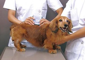 ヘルスラボ healthlab 花王 犬用 体脂肪計 獣医関連　医療