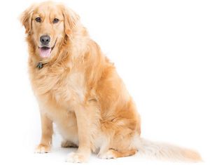 ヘルスラボ healthlab 花王 犬用 体脂肪計 獣医関連　医療使用頻度は数回程度です