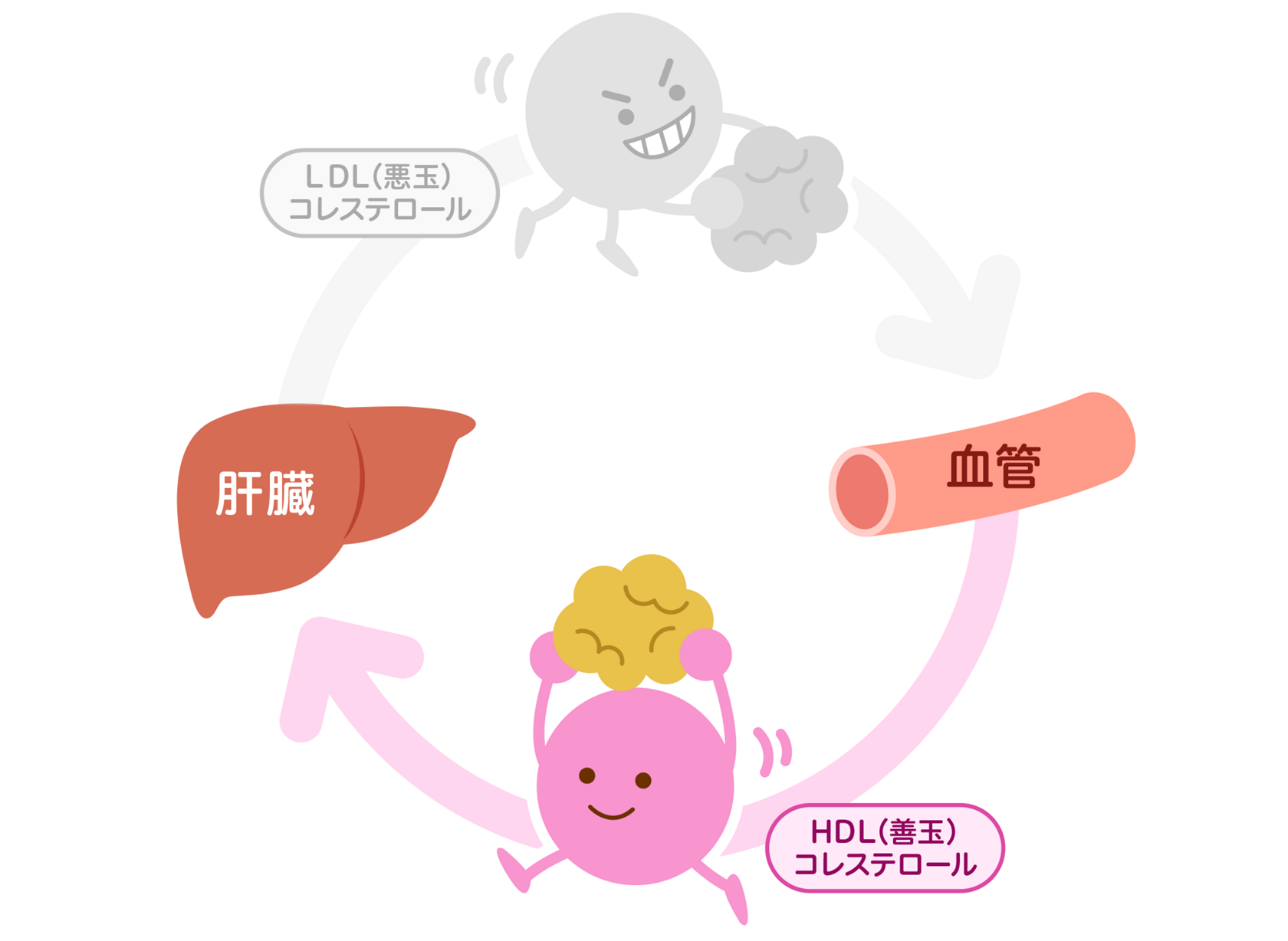 引退した 識別する 保護する Ldl コレステロール 善玉 Jeremiaslawson Net 引退した 識別する 保護する Ldl コレステロール 善玉 Jeremiaslawson Net