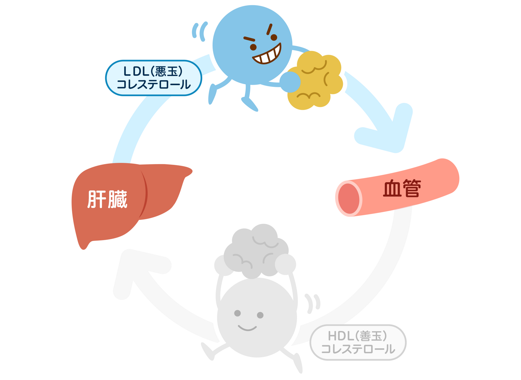 花王株式会社 Ldl 悪玉コレステロールって何