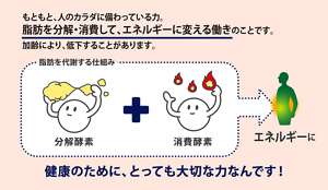 もともと、人のカラダに備わっている力。脂肪を分解・消費して、エネルギーに変える働きのことです。加齢により、低下することがあります。［脂肪を代謝する仕組み：分解酵素＋消費酵素→エネルギーに］健康のために、とっても大切な力なんです！