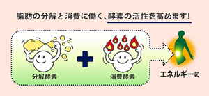脂肪の分解と消費に働く、酵素の活性を高めます！［分解酵素＋消費酵素→エネルギーに］