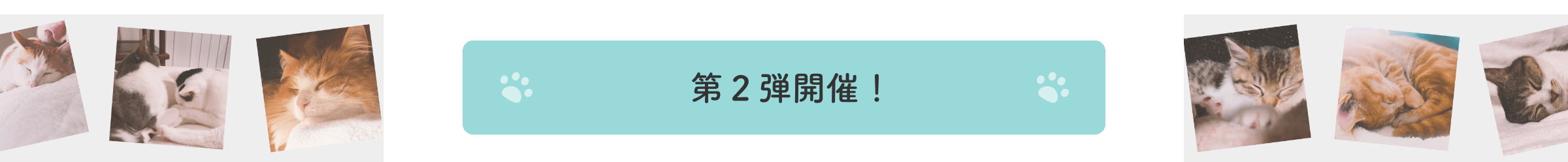 第2弾 とろねこチャレンジに参加しよう 見るのも癒し 猫のあずきとなんじゃ 第2弾 とろねこチャレンジに参加しよう 見るのも癒し 猫のあずきとなんじゃ
