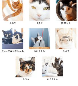 とろねこ