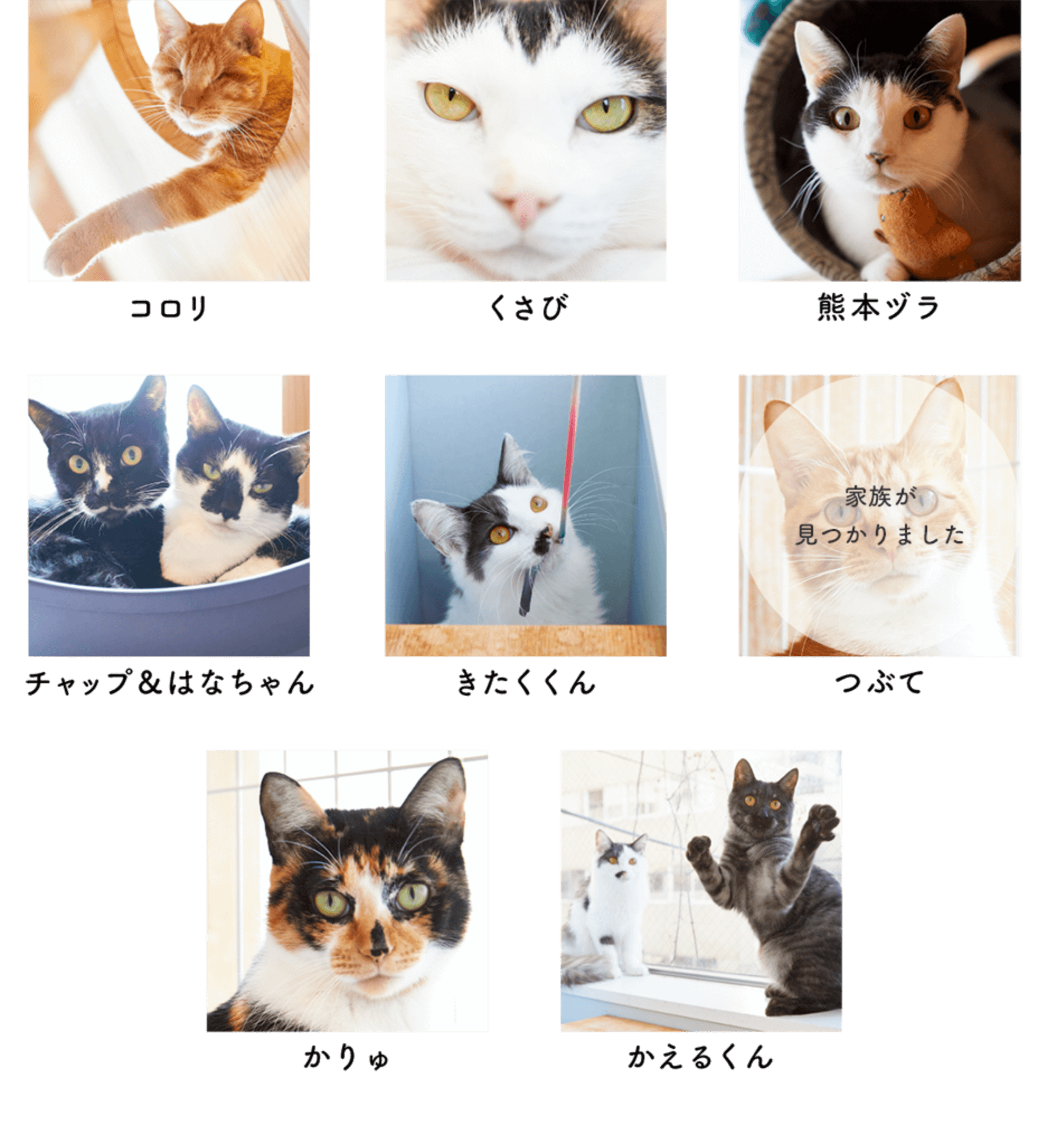 第2弾 とろねこチャレンジに参加しよう 見るのも癒し 猫のあずきとなんじゃ