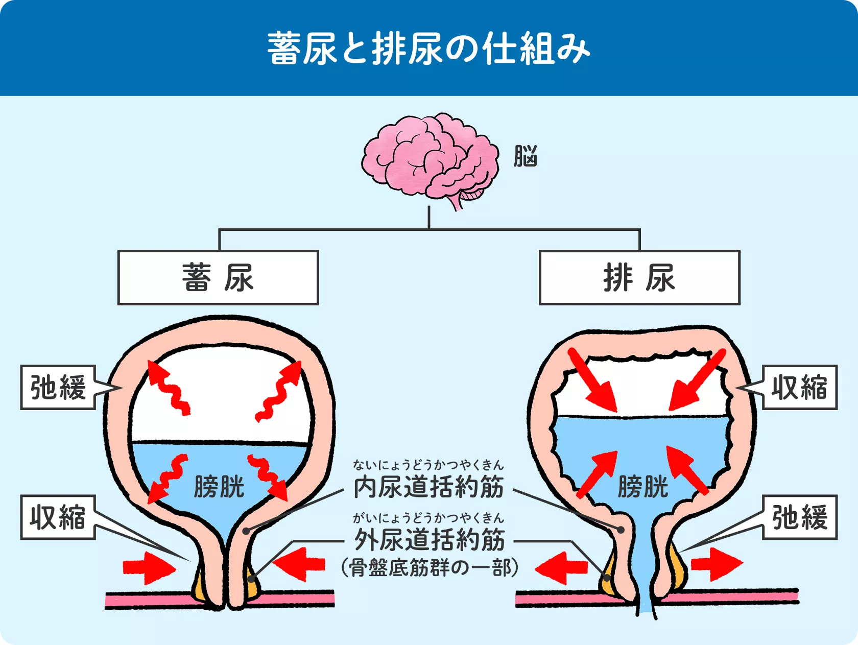 婦人　おしっこ 