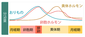 卵胞ホルモンの分泌とおりものの量が、比例しているとわかるグラフ。