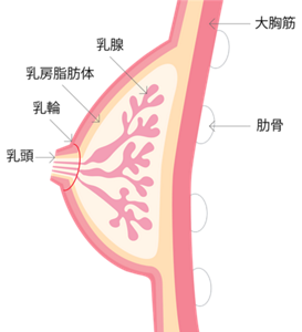 乳房のしくみのイメージ。肋骨と大胸筋に支えられ、乳腺、乳房脂肪体、乳輪、乳頭からなる。