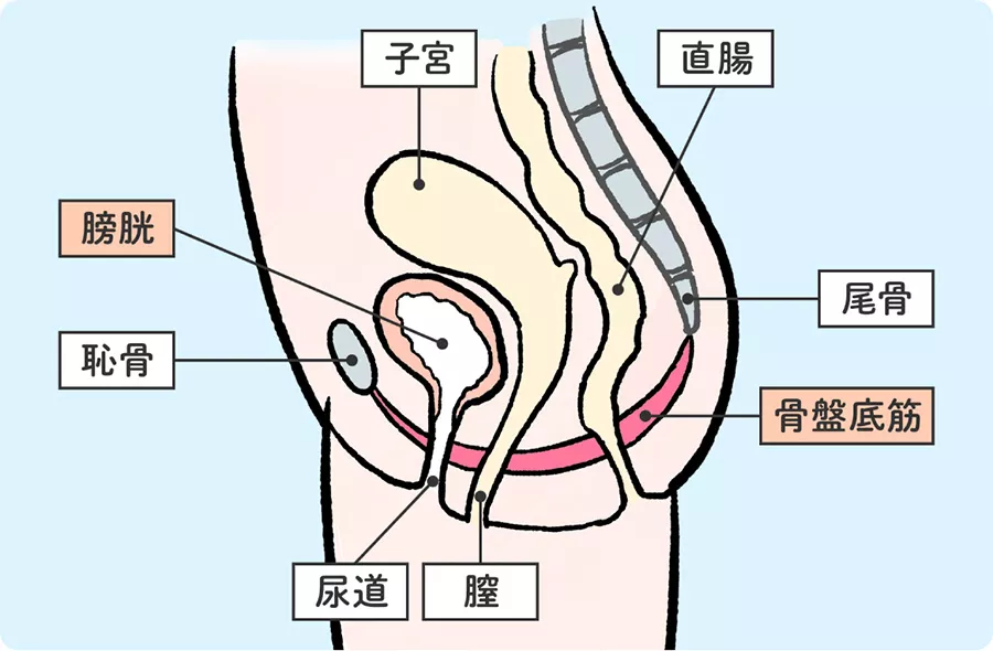 尿もれ改善】すきま時間で簡単に！骨盤底筋トレーニング5つの