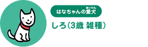 はなちゃんの愛犬：しろ（3歳 雑種）