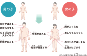男の子と女の子のからだの変化のイラストイメージ。からだの変化には個人差がありますが、男の子はひげがはえ、声変わりし、のどぼとけが大きくなり、射精がおこる。女の子は胸がふくらみ、おしりもふっくらし、おりものや月経がはじまる。男女共にわき毛や性毛がはえ、性器が発達する。