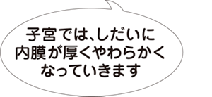 子宮では、しだいに内膜が厚くやわらかくなっていきますとの吹き出し。