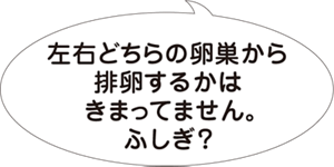 左右どちらの卵巣から排卵するかはきまってません。ふしぎ？との吹き出し。