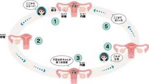 生理のしくみを説明しているイメージ。