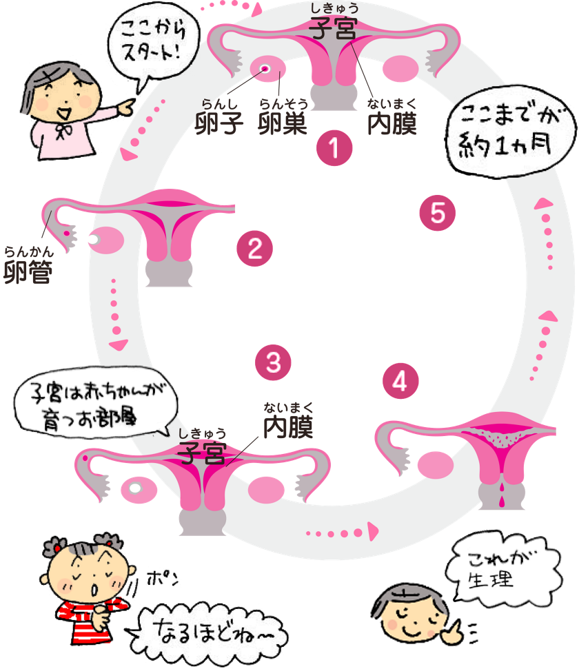 JS小学生高学年　乳首 知識編 思春期のからだと生理(月経) | からだのノート おとなになるということ | ロリエ | 花王株式会社