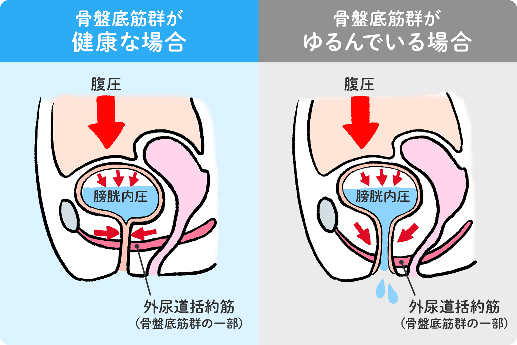 ちょこっとモレと骨盤底筋について知ろう さらピュア 吸水ケア ロリエ 花王株式会社