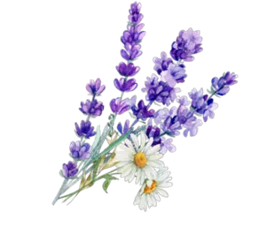 ラベンダーの香りのイメージ画像