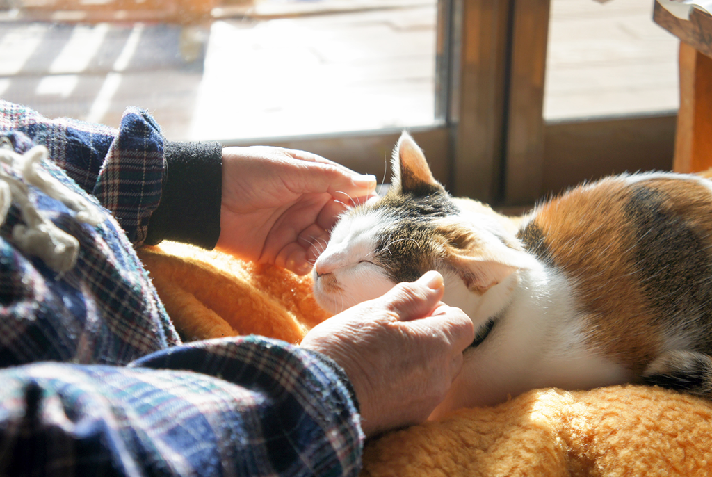 人生100年時代 人もペットも幸せに シニア世代のペットとの暮らし くらしの現場から 花王 くらしの研究