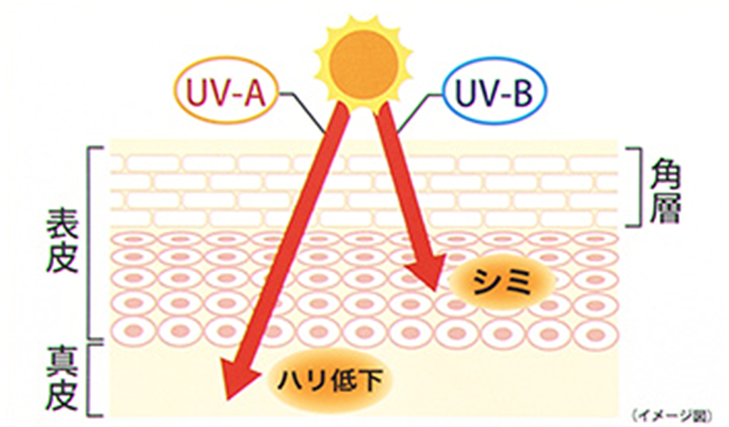 紫外線 Uv対策 スキンケア編 美しさキープのために 知ってほしい紫外線情報 応援 くらしのキレイ 花王 くらしの研究