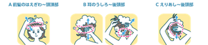 A前髪のはえぎわ～頭頂部 B耳のうしろ～後頭部 Cえりあし～後頭部