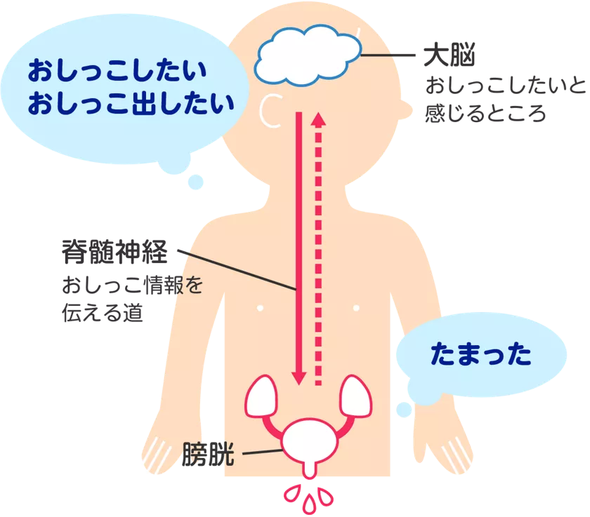 JS JS JS 小学生　おもらし　女児 花王 メリーズ トイレ・トレーニング おしっこが出るしくみと大脳の発達