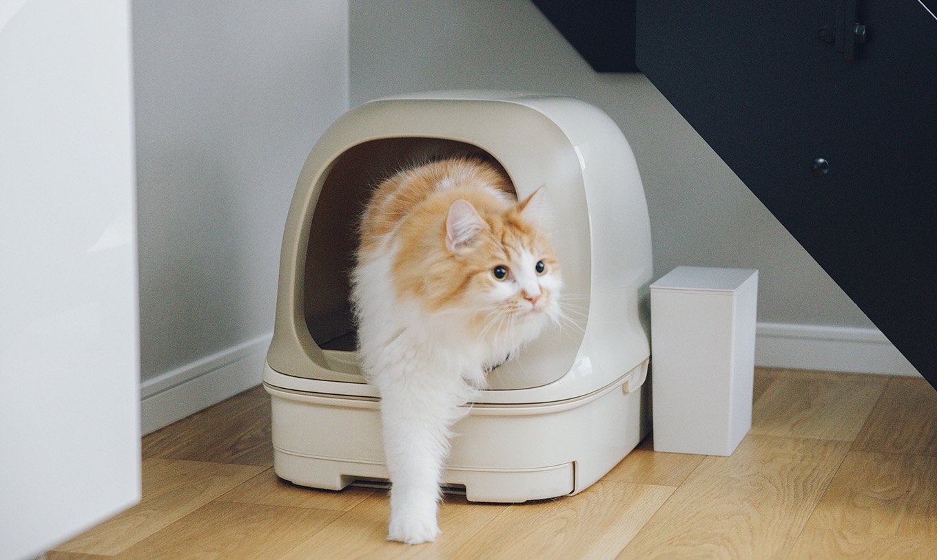 猫の便に粘膜や血が混じる 猫のよくあるご相談 猫と暮らすお役立ち情報 ニャンとも清潔トイレ 花王株式会社 猫の便に粘膜や血が混じる 猫のよくあるご相談 猫と暮らすお役立ち情報 ニャンとも清潔トイレ 花王株式会社