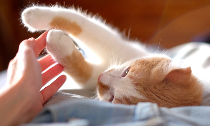 猫の便秘がひどい 猫のよくあるご相談 猫と暮らすお役立ち情報 ニャンとも清潔トイレ 花王株式会社 猫の便秘がひどい 猫のよくあるご相談 猫と暮らすお役立ち情報 ニャンとも清潔トイレ 花王株式会社