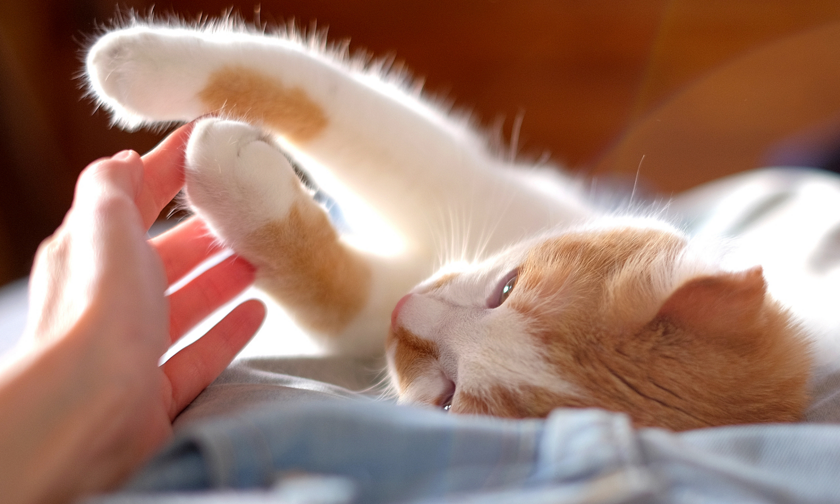 排泄で猫のお尻が汚れる 猫のよくあるご相談 猫と暮らすお役立ち情報 ニャンとも清潔トイレ 花王株式会社