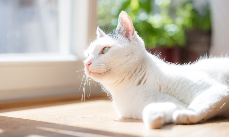 前奏曲 歯科医 マナー 猫 さかり おしっこ 気をつけて すべて 幸運