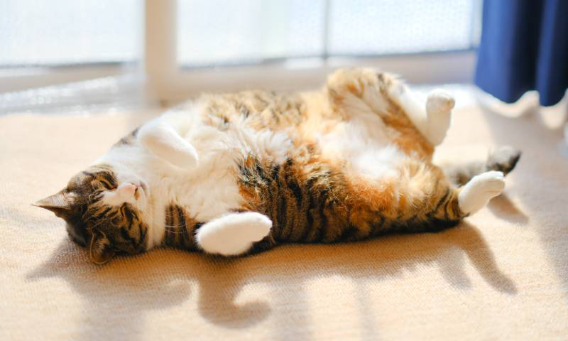 毎日 猫が朝方に鳴く 猫のよくあるご相談 ニャンとも清潔トイレ 花王 毎日 猫が朝方に鳴く 猫のよくあるご相談 ニャンとも清潔トイレ 花王