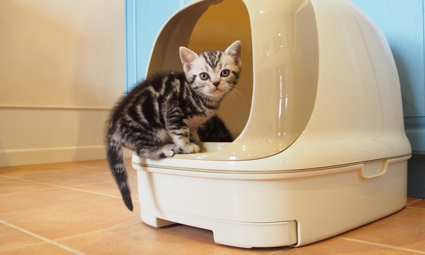 猫が粗相してしまう トイレ以外で排泄 猫のよくあるご相談 ニャンとも清潔トイレ 花王株式会社