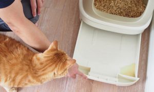 猫の発情期間とその様子は？│猫のよくあるご相談│猫と暮らすお役立ち 