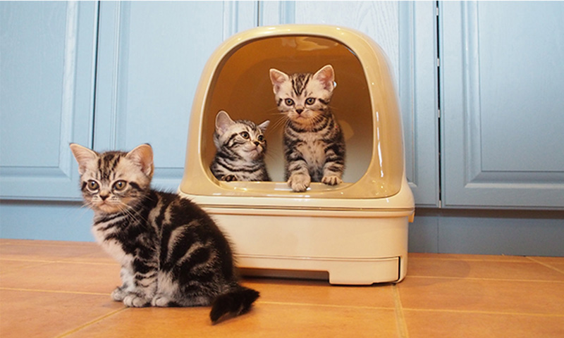 毎日 猫が朝方に鳴く 猫のよくあるご相談 ニャンとも清潔トイレ 花王 毎日 猫が朝方に鳴く 猫のよくあるご相談 ニャンとも清潔トイレ 花王